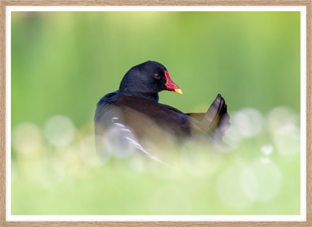 Curious moorhen