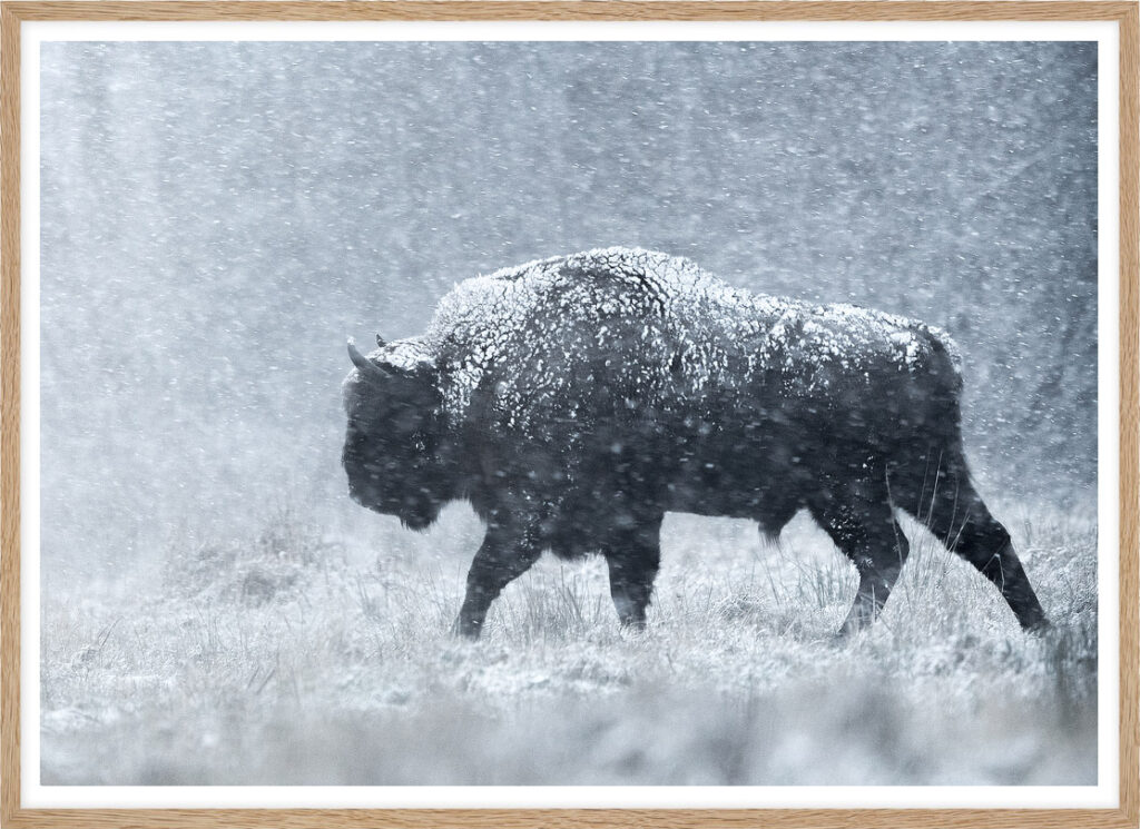 Bison in the storm