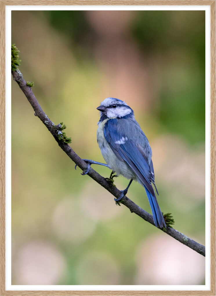 Blue tit