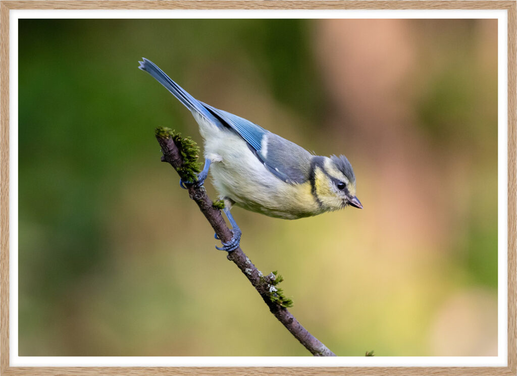 Young blue tit