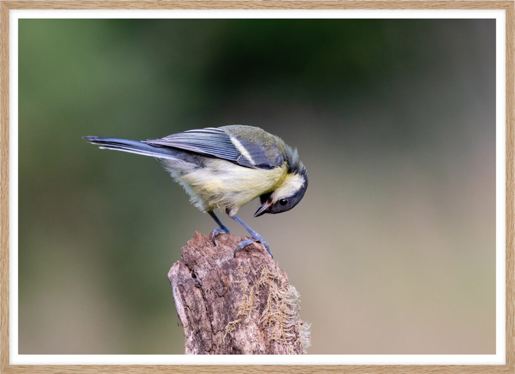 Curious tit