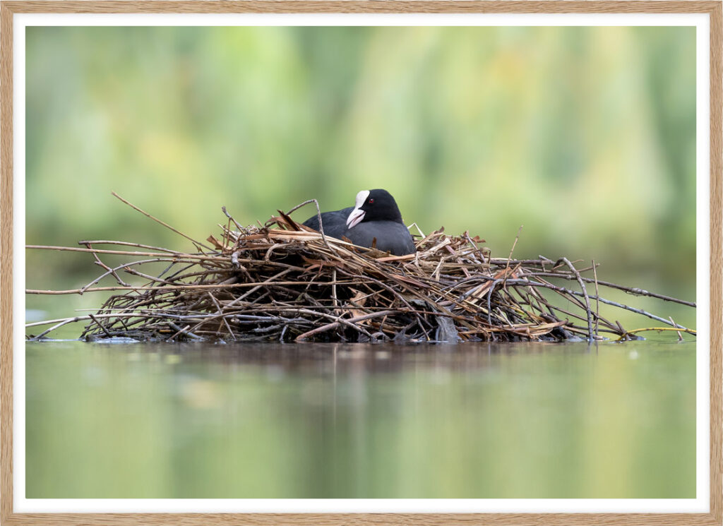 Nesting Coot