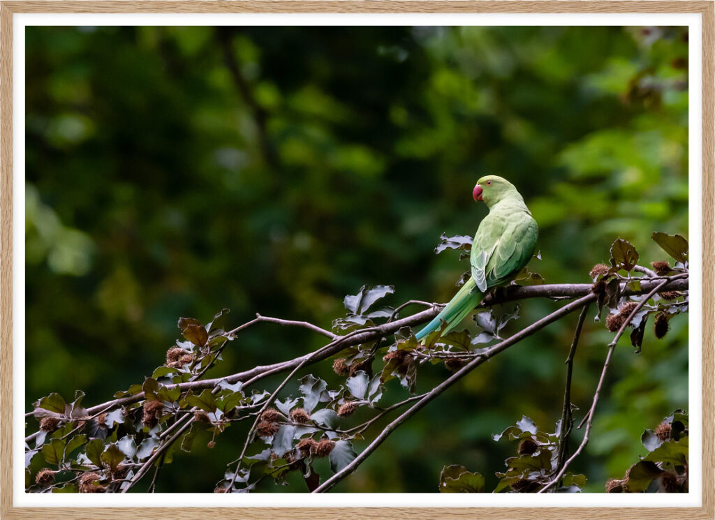 Parrot of Wiesbaden