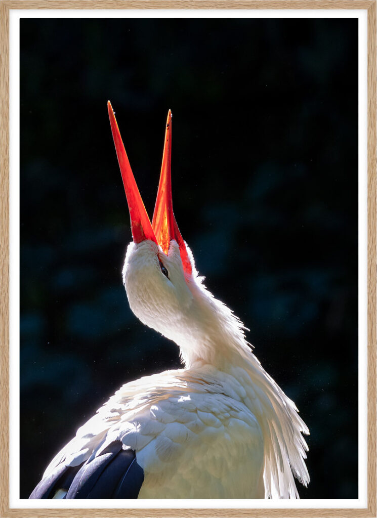 Bill-Clattering stork