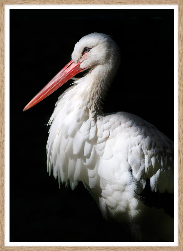Stork of Schierstein