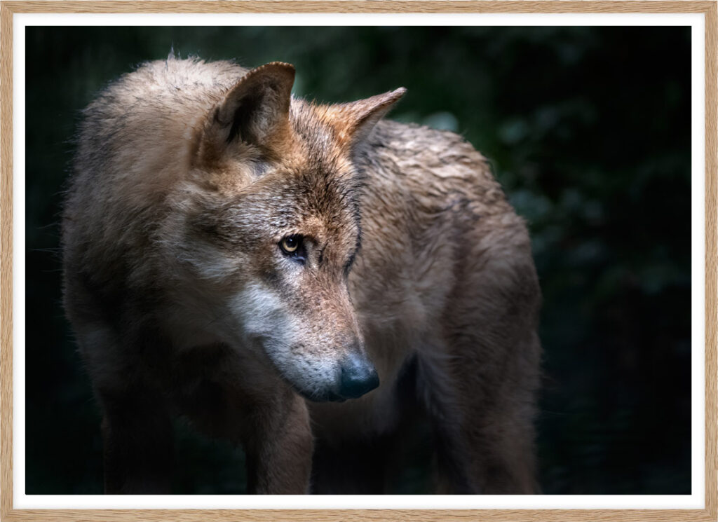 Portrait of a wolf