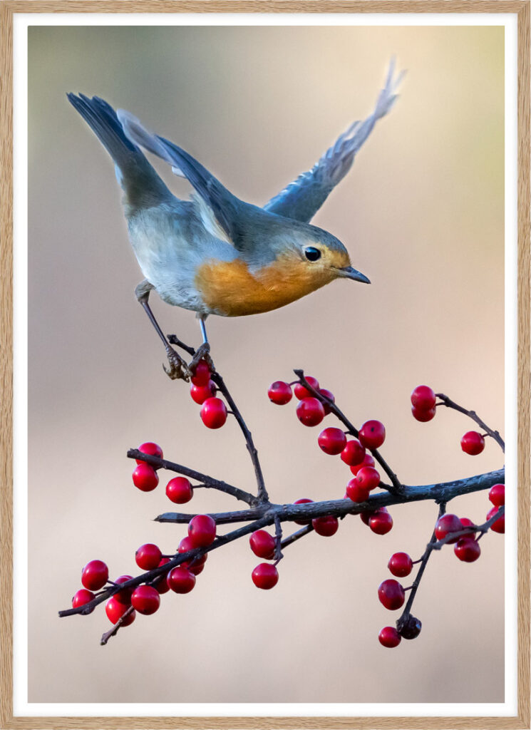 Robin on berries