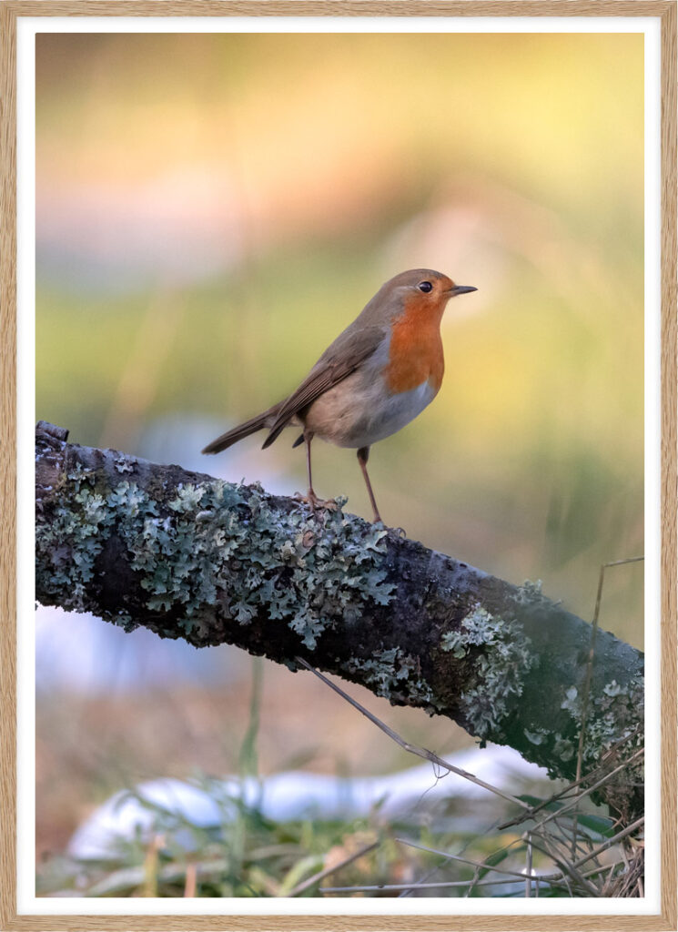Robin