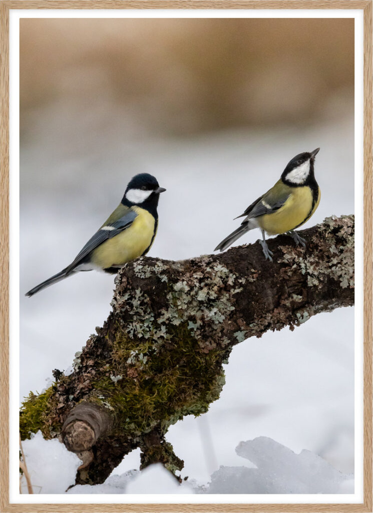 Tits in snow