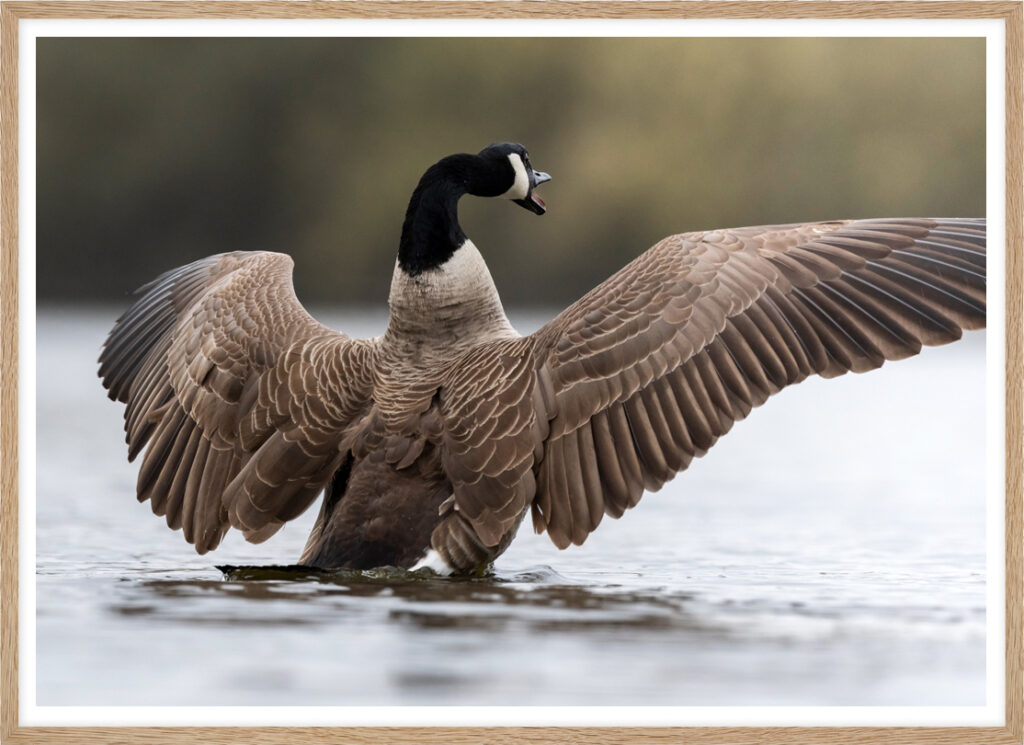 Canadian goose