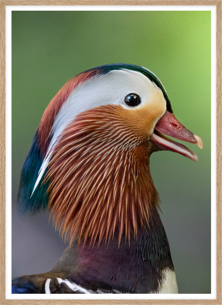 Happy mandarin duck