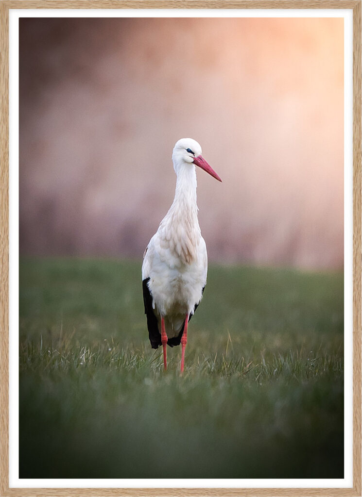 Stork in sunrise