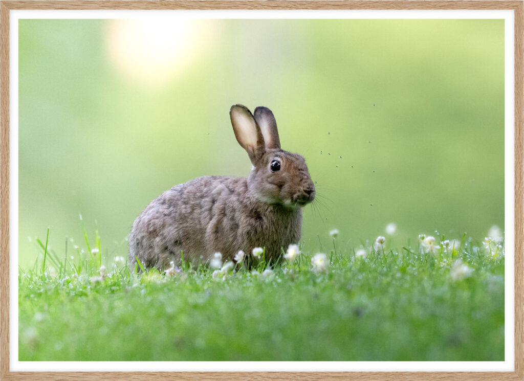 European rabbit
