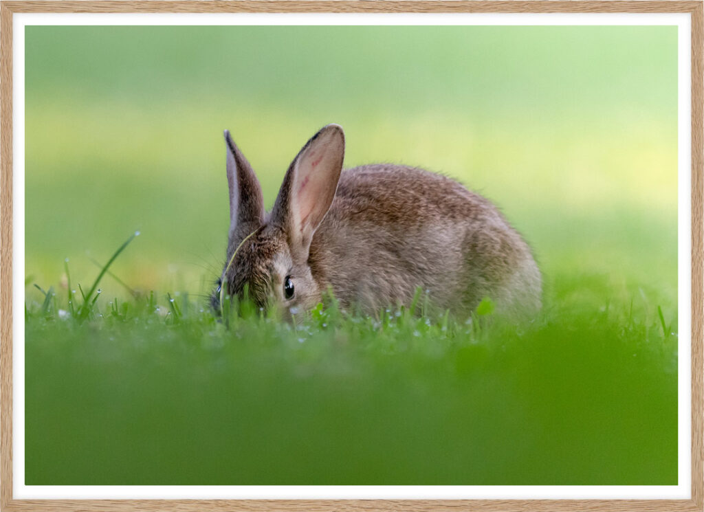 Curious rabbit