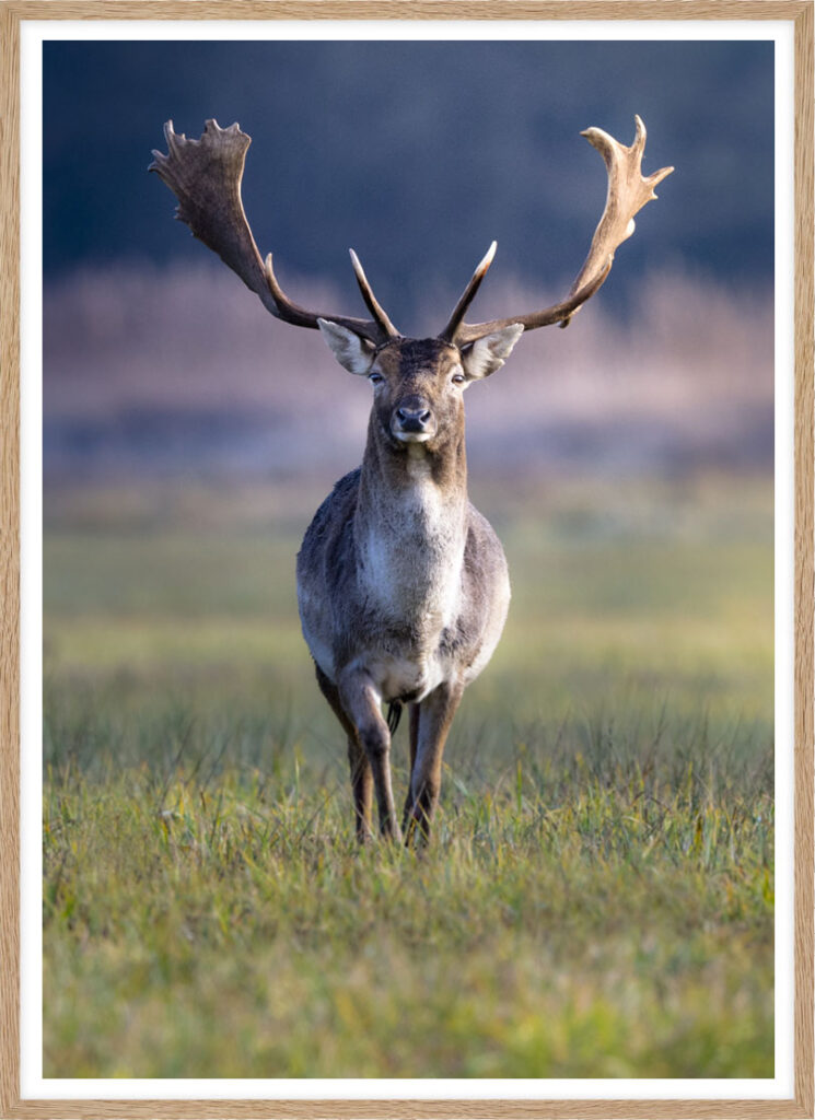 Close encounter