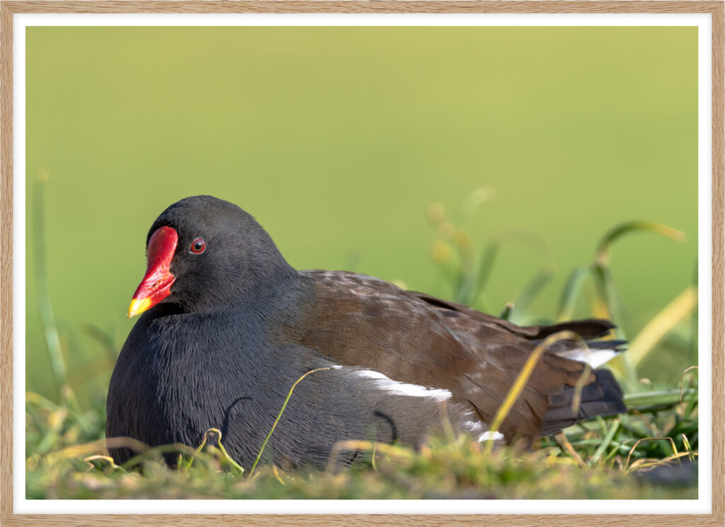 Relaxing moorhen