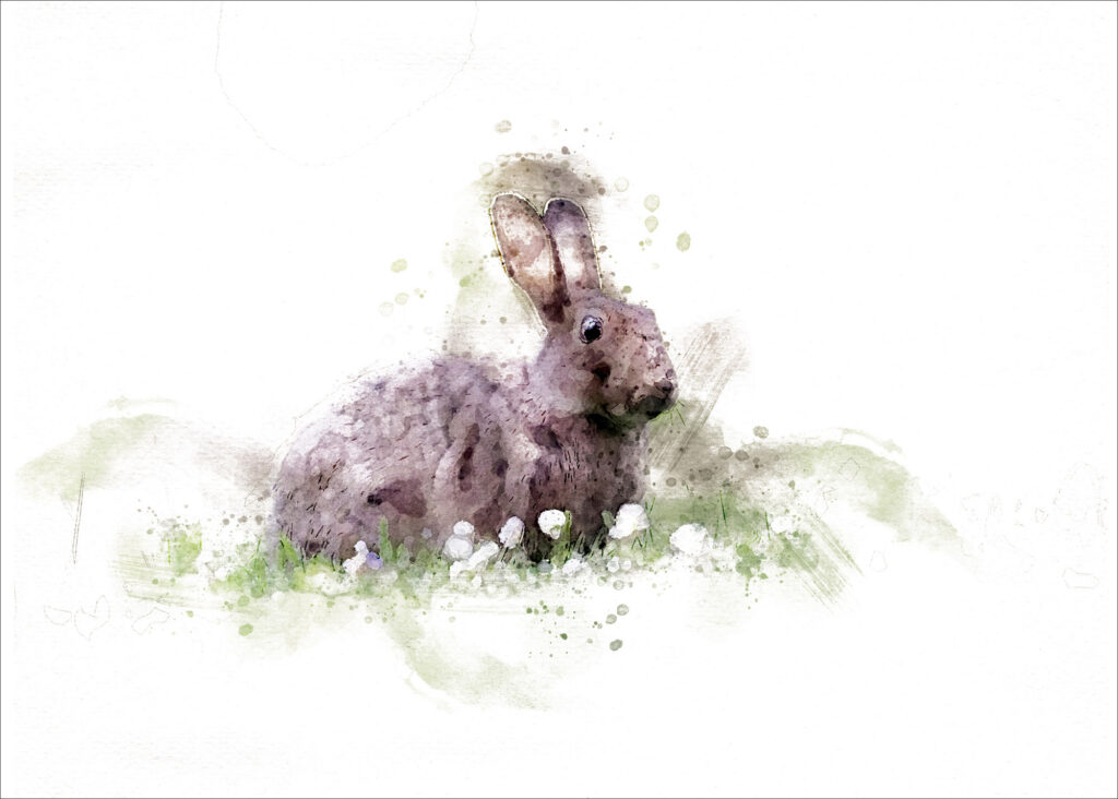 European rabbit