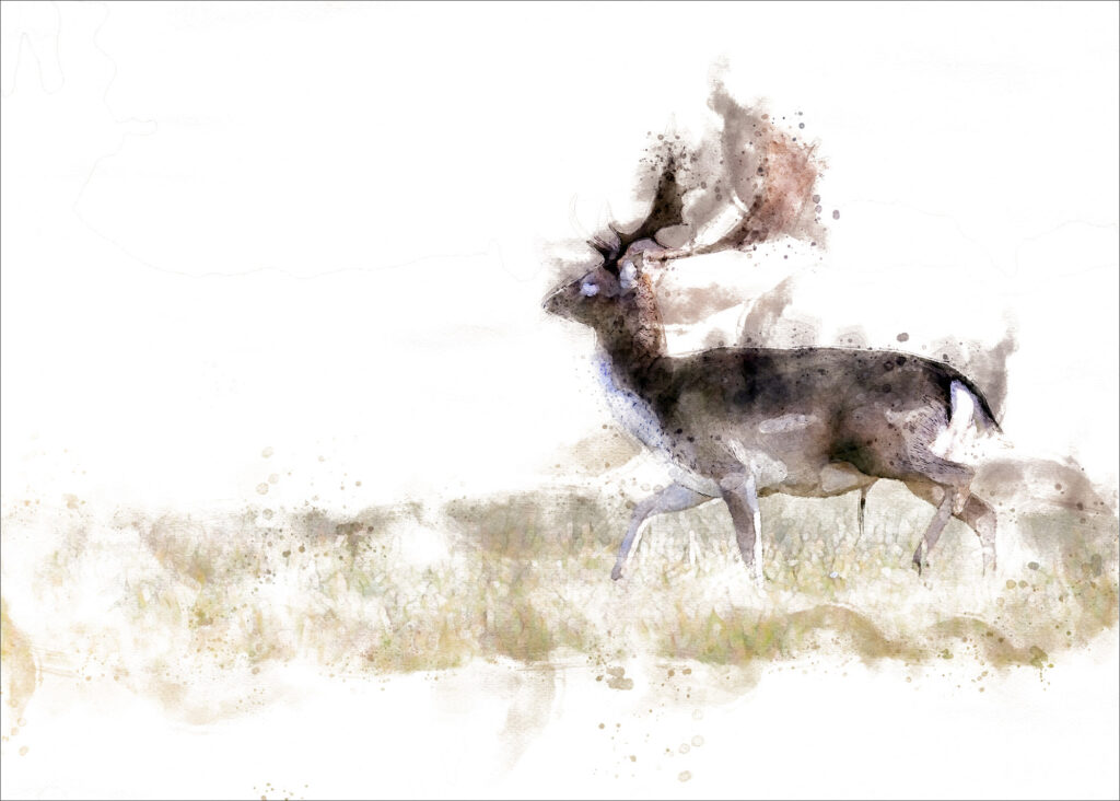 Fallow deer