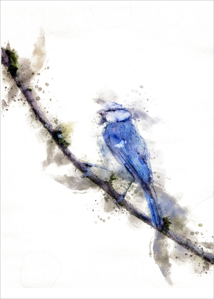 Blue tit