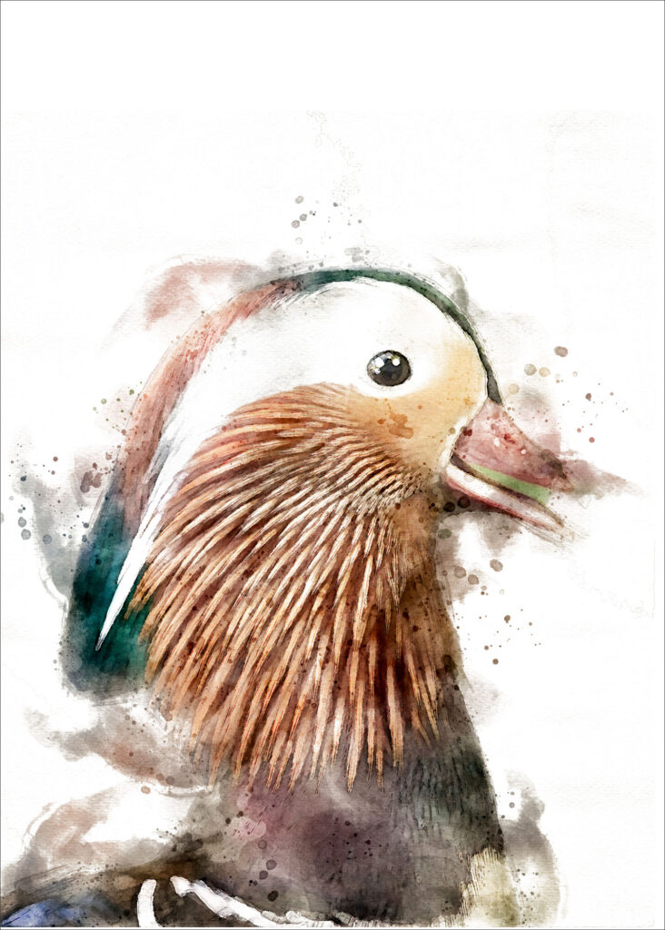 Happy mandarin duck